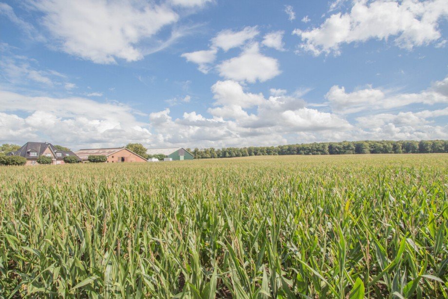 Der Ausblick ins Gr�ne Einfamilienhaus Korschenbroich / Steinforth