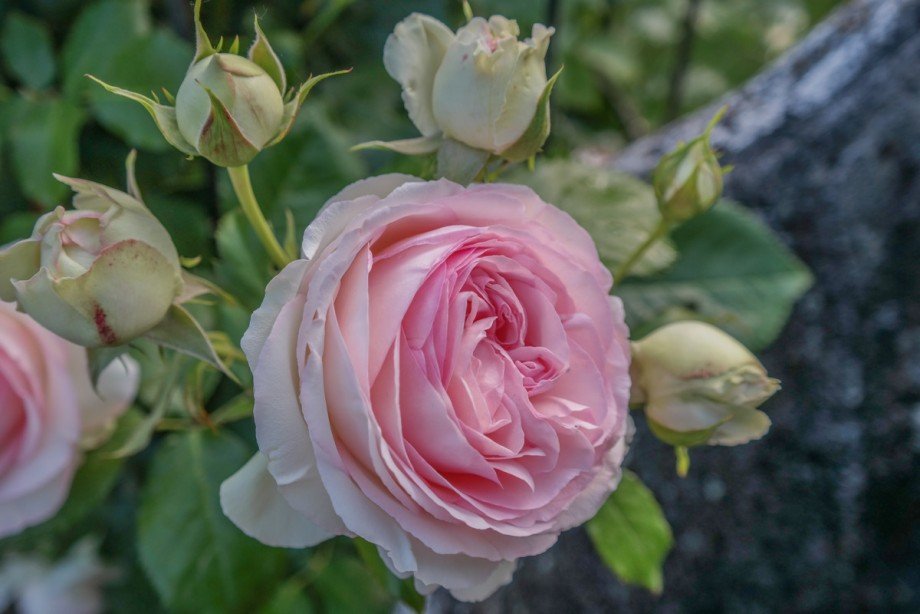 Eindr�cke aus dem Garten Doppelhaush�lfte Korschenbroich / Kleinenbroich