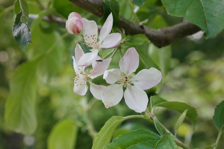 Eindr�cke aus dem Garten Doppelhaush�lfte Korschenbroich / Kleinenbroich